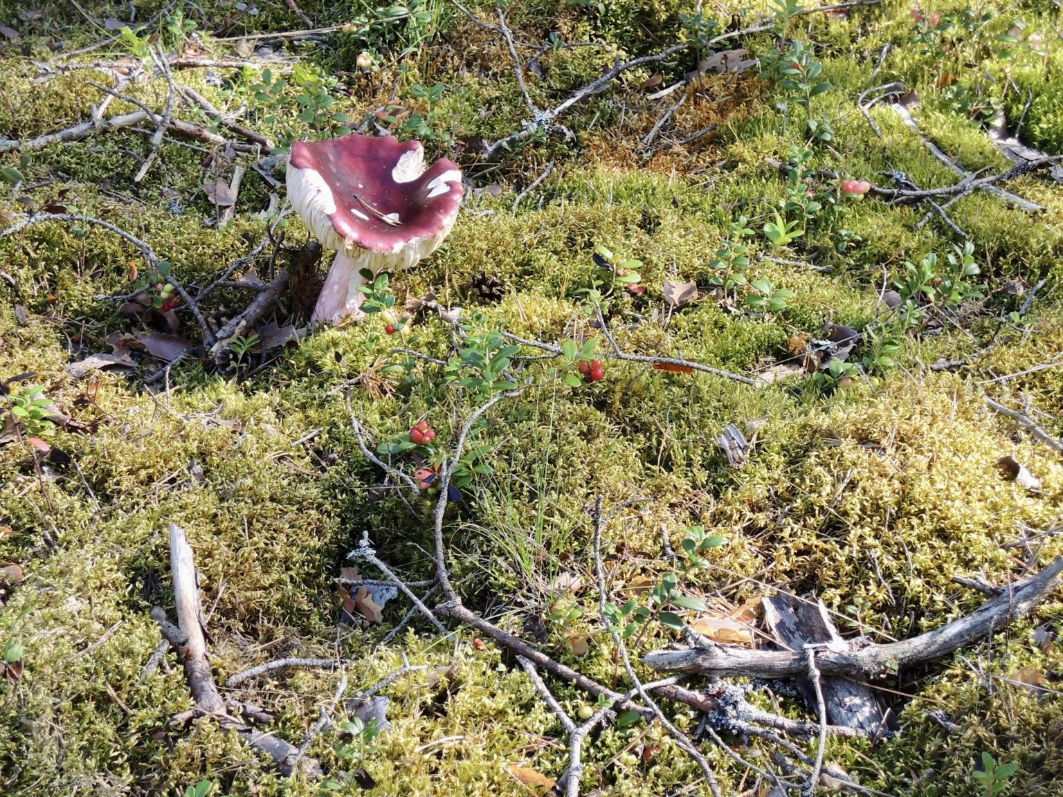 森の国・エストニアならではの災害？ 氷点下で流血騒ぎも【海外で暮らす子育て世代の防災】 にちにち